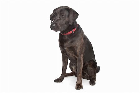 mixed breed dog, Labrador and rottweiler, in front of a white background Photographie de stock - Aubaine LD & Abonnement, Code: 400-04424578