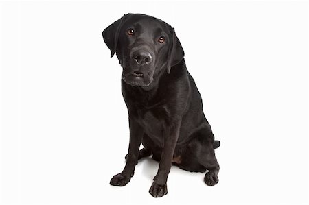 schwarzer labrador - Black Labrador in front of a white background Stockbilder - Microstock & Abonnement, Bildnummer: 400-04424570