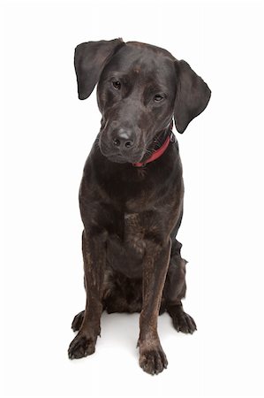 simsearch:400-08318823,k - mixed breed dog, Labrador and rottweiler, in front of a white background Foto de stock - Royalty-Free Super Valor e Assinatura, Número: 400-04424580