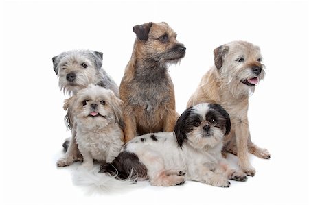 shiatsu - three Border Terrier dogs and two Shih Tzu dogs in front of a white background Stockbilder - Microstock & Abonnement, Bildnummer: 400-04424624