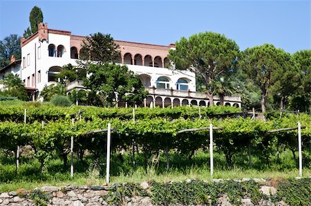 simsearch:632-02690310,k - Tuscany, Italy. Italian luxury villa in the country, close to a Lambrusco vineyard Foto de stock - Super Valor sin royalties y Suscripción, Código: 400-04424788