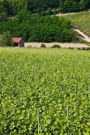 simsearch:862-03437136,k - Barbera vineyard during spring season, Monferrato area, Piedmont region, Italy Photographie de stock - Aubaine LD & Abonnement, Code: 400-04424780