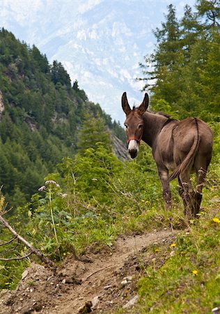 simsearch:400-07299198,k - Orsiera Park, Piedmont Region, Italy: a donkey free in the park Foto de stock - Super Valor sin royalties y Suscripción, Código: 400-04424790