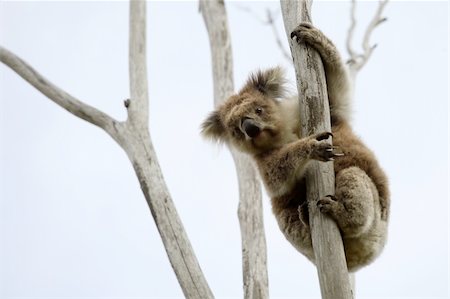 simsearch:400-04274699,k - Wild Koala up a tree (not a zoo image) Stock Photo - Budget Royalty-Free & Subscription, Code: 400-04425212