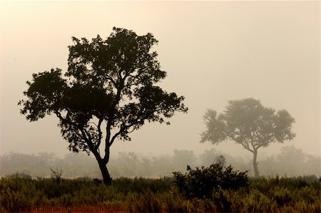 south africa scene tree - Trees in mist, early morning, Kruger National Park, South Africa Stock Photo - Budget Royalty-Free & Subscription, Code: 400-04425499