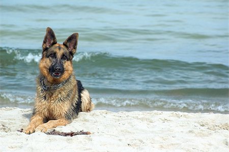 dog police - animal, animals, background, best, big, black, breed, brown, canine, cop, cute, dog, doggy, dogs, ears, friend, german, germen, hair, haired, hairy, head, , interested, mammal, mammals, , pet, pets, police, sad, shephard, shepherd,stick, twig, sea, water, beach, sand, play Stock Photo - Budget Royalty-Free & Subscription, Code: 400-04425632