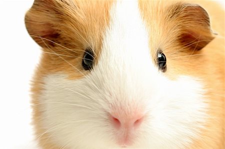 simsearch:400-05321831,k - guinea pig - a highkey closeup with focus on the eye, shot over white Stock Photo - Budget Royalty-Free & Subscription, Code: 400-04426410