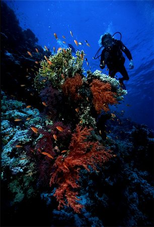 Diver and soft coral in the Red Sea Stock Photo - Budget Royalty-Free & Subscription, Code: 400-04426720