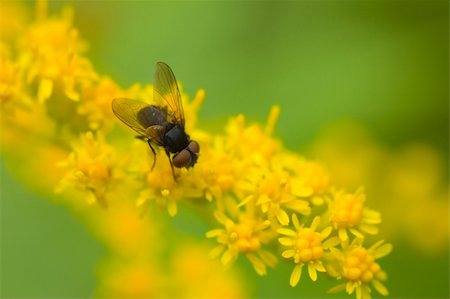 simsearch:400-05383771,k - Macro shot of black fly on yellow flower. Selective focus on fly with blurried background Stockbilder - Microstock & Abonnement, Bildnummer: 400-04426904
