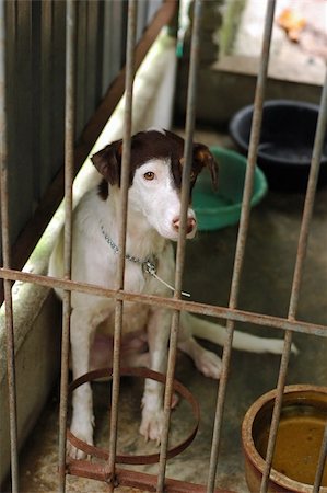 a sad looking stray hoping to find a new home through adoption, please support your local shelter and save animals from there. Stock Photo - Budget Royalty-Free & Subscription, Code: 400-04426979