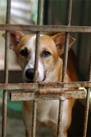 sad looking dog behind kennel in shelter, please adopt and have a friend for life.save the animals Stock Photo - Budget Royalty-Free & Subscription, Code: 400-04426980