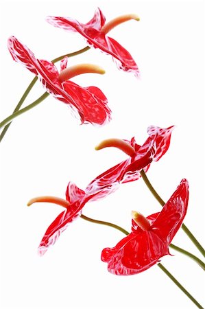 Red Anthurium flowers over white with bright highlights Stock Photo - Budget Royalty-Free & Subscription, Code: 400-04427053