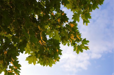 simsearch:400-07036352,k - Green maple brunches lighted up by sun, blue sky as a background. Stockbilder - Microstock & Abonnement, Bildnummer: 400-04427376