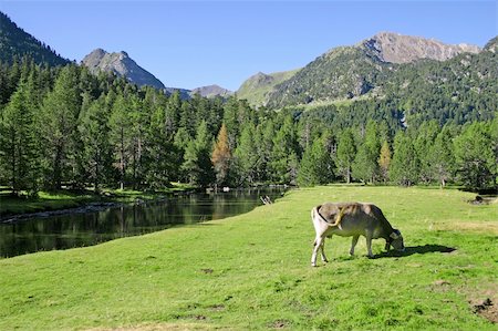 simsearch:6115-07109846,k - Cow grazing in the Pyrenees, Catalonia, Spain Stock Photo - Budget Royalty-Free & Subscription, Code: 400-04428143