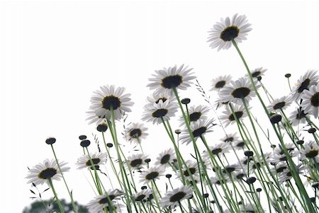 simsearch:400-04830667,k - Row of wild daisies isolated on white background Photographie de stock - Aubaine LD & Abonnement, Code: 400-04428208