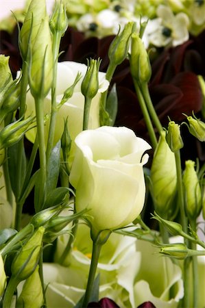 simsearch:400-04569116,k - Multiple Peony flowers against a plain background Photographie de stock - Aubaine LD & Abonnement, Code: 400-04428545