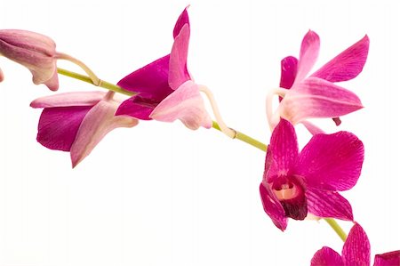 simsearch:400-07262232,k - A pink orchid set against a plain background Foto de stock - Super Valor sin royalties y Suscripción, Código: 400-04428548