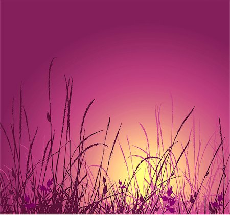 simsearch:400-04087405,k - grass vector silhouette and sunset. Ideally for your use in design Photographie de stock - Aubaine LD & Abonnement, Code: 400-04428805
