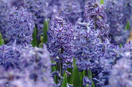 simsearch:400-04428905,k - violet blossom in close up view Stock Photo - Budget Royalty-Free & Subscription, Code: 400-04428905