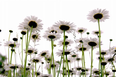 simsearch:400-04830667,k - Row of wild daisies isolated on white background Photographie de stock - Aubaine LD & Abonnement, Code: 400-04428930