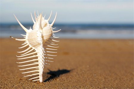 simsearch:400-04638537,k - Spiky seashell upright on the beach Photographie de stock - Aubaine LD & Abonnement, Code: 400-04428947