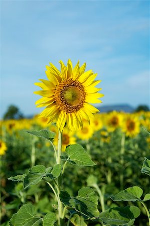simsearch:400-05362449,k - Sunflower in sunflower field Thailand. Photographie de stock - Aubaine LD & Abonnement, Code: 400-04429130