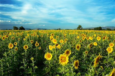 simsearch:400-05362449,k - Sunflower field in Thailand. Photographie de stock - Aubaine LD & Abonnement, Code: 400-04429131