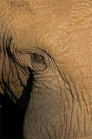 simsearch:400-05738491,k - Close-up view of the eye of an old, male African elephant (Loxodonta africana) Stock Photo - Budget Royalty-Free & Subscription, Code: 400-04429345