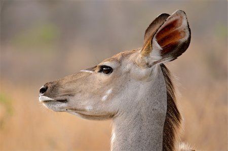 simsearch:400-03939094,k - Portrait of a female Kudu antelope, (Tragelaphus strepsiceros), Kruger National Park, South Africa Stockbilder - Microstock & Abonnement, Bildnummer: 400-04429347