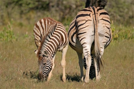 simsearch:400-04939064,k - Plains (Burchell?s) Zebra (Equus quagga) mare with foal, Etosha National Park, Namibia Foto de stock - Super Valor sin royalties y Suscripción, Código: 400-04429348