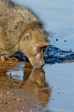 simsearch:400-08011937,k - Chacma baboon (Papio hamadryas) drinking water, Kruger National Park, South Africa Stock Photo - Budget Royalty-Free & Subscription, Code: 400-04429342
