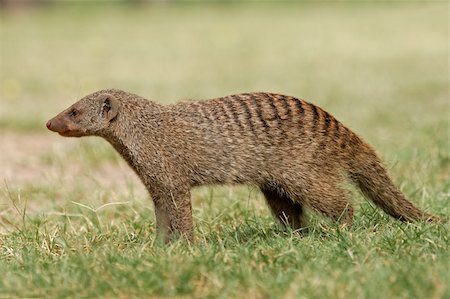simsearch:400-05888526,k - Banded mongoose (Mungos mungo), Etosha National Park, Namibia Photographie de stock - Aubaine LD & Abonnement, Code: 400-04429343