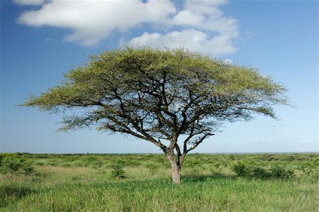 simsearch:400-04033153,k - African landscape with an African Acacia tree (Acacia  tortilis), Mkuze game reserve, South Africa Stock Photo - Budget Royalty-Free & Subscription, Code: 400-04429356