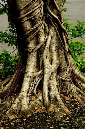 Tree Root of a really big tree . Stock Photo - Budget Royalty-Free & Subscription, Code: 400-04429447
