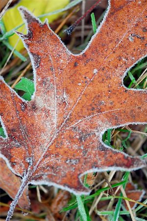 Macro of autumn leaves on the ground covered with morning frost Stock Photo - Budget Royalty-Free & Subscription, Code: 400-04429547
