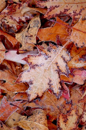 simsearch:400-03947729,k - Macro of autumn leaves on the ground covered with morning frost Photographie de stock - Aubaine LD & Abonnement, Code: 400-04429541