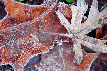 Macro of autumn leaves on the ground covered with morning frost Stock Photo - Budget Royalty-Free & Subscription, Code: 400-04429605