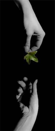 reaching for leaves - hand giving a green leaf to another over black background Stock Photo - Budget Royalty-Free & Subscription, Code: 400-04429672