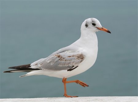 simsearch:700-01463867,k - As a magical seagull, flap your wings and fly Fotografie stock - Microstock e Abbonamento, Codice: 400-04429732