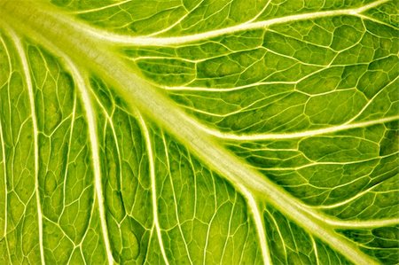 simsearch:400-05015288,k - lettuce leaf close-up as an organic background Photographie de stock - Aubaine LD & Abonnement, Code: 400-04429762