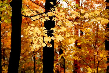 simsearch:400-04436466,k - Maple branch with sunlit yellow leaves in autumn forest Stock Photo - Budget Royalty-Free & Subscription, Code: 400-04429943