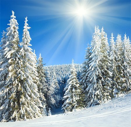 simsearch:400-04319458,k - winter calm mountain landscape with rime and snow covered spruce trees and snowfall Stock Photo - Budget Royalty-Free & Subscription, Code: 400-04420138