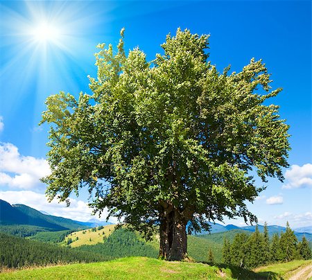 simsearch:400-05904000,k - Summer mountain landscape with big lonely tree and sunshine in blue sky Foto de stock - Super Valor sin royalties y Suscripción, Código: 400-04420147