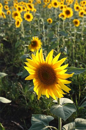 simsearch:400-05682398,k - field of sunflowers at sunset Stock Photo - Budget Royalty-Free & Subscription, Code: 400-04420269