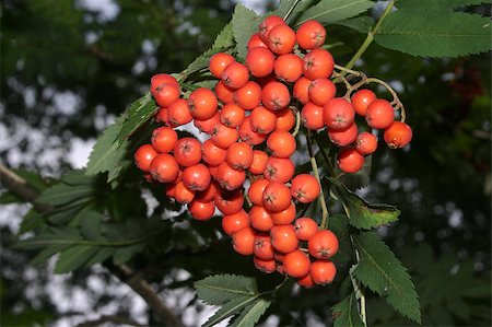 Fruits of the Rowan European (Sorbus aucuparia) Stock Photo - Budget Royalty-Free & Subscription, Code: 400-04420307
