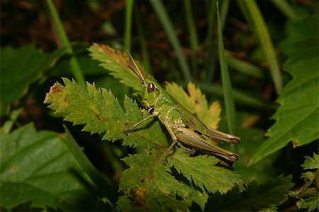 Common grasshopper (Chorthippus parallelus) - male on a leaf Stock Photo - Budget Royalty-Free & Subscription, Code: 400-04420315