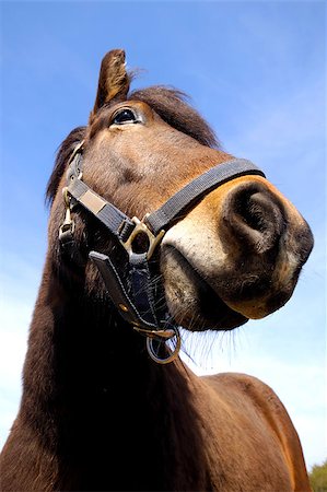 simsearch:400-08130471,k - Wide angle shot of horse face. The horse is looking very curious. Stock Photo - Budget Royalty-Free & Subscription, Code: 400-04420312