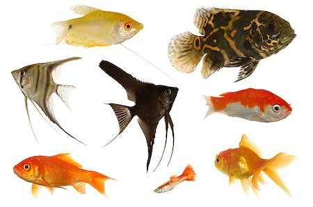 Many different aquarium fish isolated on white background. Stockbilder - Microstock & Abonnement, Bildnummer: 400-04420325