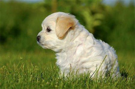 simsearch:400-03979341,k - A Bichon Havanais puppy resting in the sun Stock Photo - Budget Royalty-Free & Subscription, Code: 400-04420328