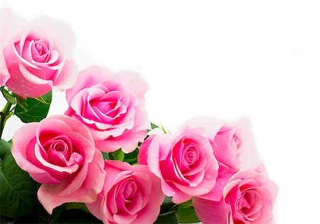 lower of pink roses on white background Fotografie stock - Microstock e Abbonamento, Codice: 400-04420362